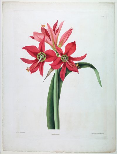 अमरीलिस कोर्ट द्वारा पियरे जोसेफ रेडौटे के बाद, फ्रेंच फ्लेमिश, 1759 1840