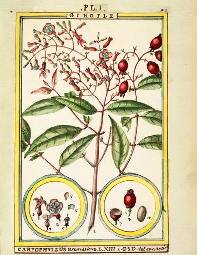 लौंग (Caryophyllus Aromaticus), जल रंग Delahaye द्वारा डेलहाये डेलहाये