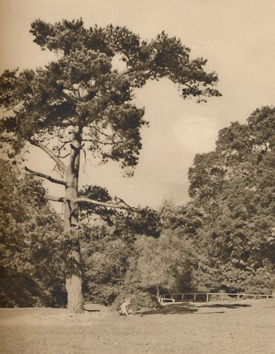 हेडली वुड्स में, एनफील्ड चेस के पुराने रॉयल शिकार वन के अवशेष, c1935। द्वारा डोनाल्ड मैकलेश
