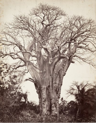 मोहाली में बाओबाब, 1863। द्वारा डिसेरे चारणे