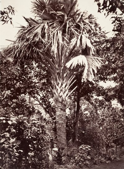 ग्रैंड फ्लायर, 1863। द्वारा डिसेरे चारणे