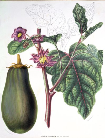 एडब्ल्यू सिथॉफ, 1860 द्वारा नीदरलैंड के साम्राज्य के फ्लोरा से बैंगन, वनस्पति प्लेट द्वारा डच स्कूल