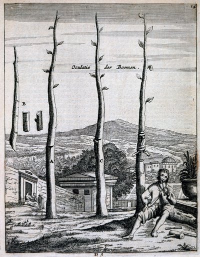 जन कॉमेलिन द्वारा डी नेदरलैंडज़ हेस्पराइड्स के फलों के पेड़, 1676 में प्रकाशित हुए द्वारा डच स्कूल