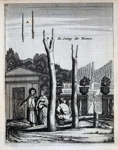 जन कॉमेलिन द्वारा डी नेदरलैंडज़ हेस्पराइड्स के लाइम और ऑरेंज ट्री, 1676 में प्रकाशित हुए द्वारा डच स्कूल