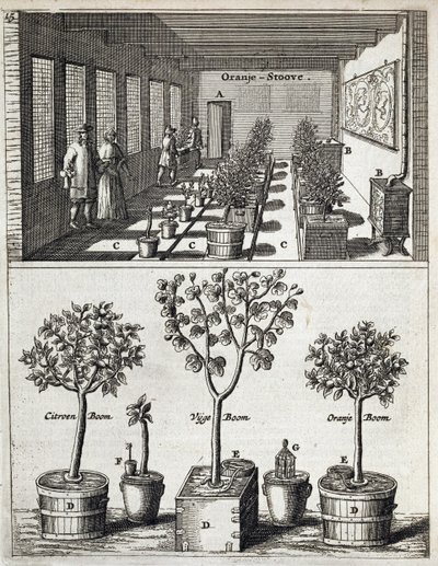 जन कॉमेलिन द्वारा डी नेदरलैंडज़ हेस्पराइड्स से ऑरेंजरी, 1676 में प्रकाशित हुआ द्वारा डच स्कूल