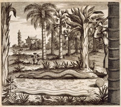 चीन से स्टोन स्नेक, अथानसियस किरचर (1601-80) 1667 द्वारा प्रकाशित द्वारा डच स्कूल