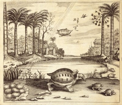 अथानसियस किरचर (1601-80) 1667 द्वारा चित्रित चीन से कछुए के अंडे की हैचिंग द्वारा डच स्कूल