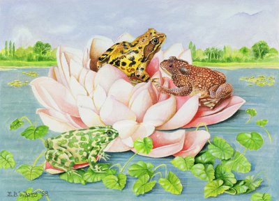 वाटर लिली, 1998 (कागज पर एक्रिलिक) द्वारा ईब वाट्स