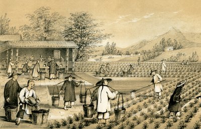 संस्कृति और चाय की तैयारी, चीन, 1847। द्वारा ई गिल्कसो