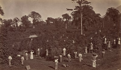 कॉफ़ी हार्वेस्टिंग, लास न्यूब्स-ग्वाटेमाला, 1875। द्वारा एडवियर्ड मुयब्रिज