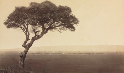  द्वारा एडवर्ड जे. मुयब्रिज