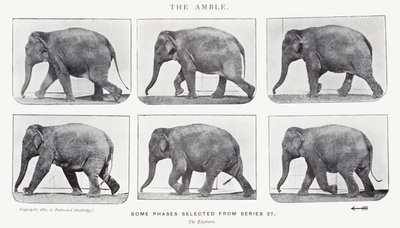 एडरवियर Muybridge: द एम्बल द्वारा एडवियर्ड मुयब्रिज