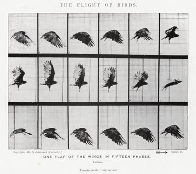 Eadweard Muybridge: पक्षियों की उड़ान (b/w फोटो) द्वारा एडवियर्ड मुयब्रिज