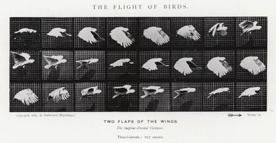 Eadweard Muybridge: पक्षियों की उड़ान (b/w फोटो) द्वारा एडवियर्ड मुयब्रिज