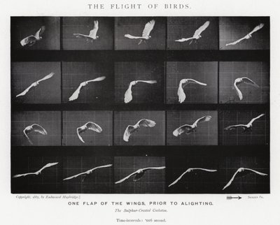 Eadweard Muybridge: पक्षियों की उड़ान (b/w फोटो) द्वारा एडवियर्ड मुयब्रिज