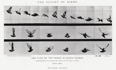 Eadweard Muybridge: पक्षियों की उड़ान (b/w फोटो) द्वारा एडवियर्ड मुयब्रिज