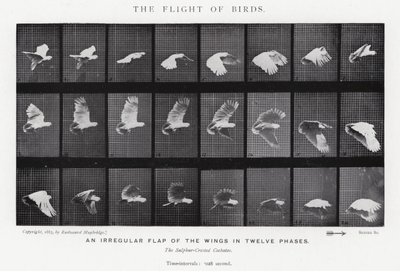 Eadweard Muybridge: पक्षियों की उड़ान (b/w फोटो) द्वारा एडवियर्ड मुयब्रिज