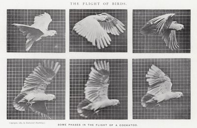 Eadweard Muybridge: पक्षियों की उड़ान (b/w फोटो) द्वारा एडवियर्ड मुयब्रिज