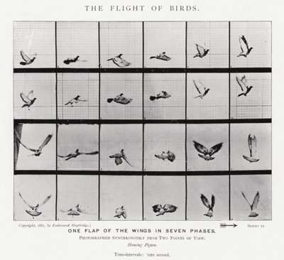 Eadweard Muybridge: पक्षियों की उड़ान (b/w फोटो) द्वारा एडवियर्ड मुयब्रिज