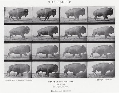 एडवेर्ड मुयब्रिज: द गैलप (बी / डब्ल्यू फोटो) द्वारा एडवियर्ड मुयब्रिज