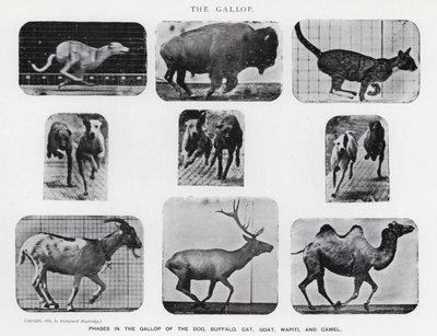 एडवेर्ड मुयब्रिज: द गैलप (बी / डब्ल्यू फोटो) द्वारा एडवियर्ड मुयब्रिज