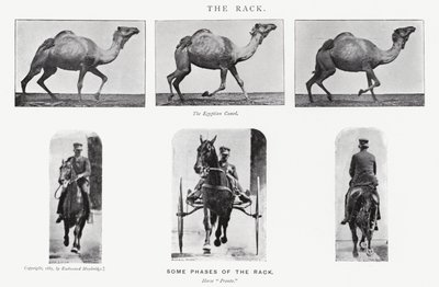 एडरवियर Muybridge: रैक द्वारा एडवियर्ड मुयब्रिज