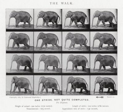 एडरवियर Muybridge: द वॉक द्वारा एडवियर्ड मुयब्रिज