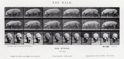 एडरवियर Muybridge: द वॉक द्वारा एडवियर्ड मुयब्रिज
