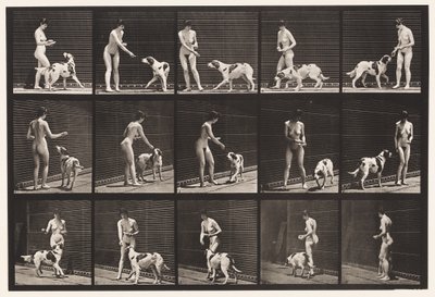 प्लेट 514. कुत्ते को खाना खिलाना द्वारा Eadweard Muybridge