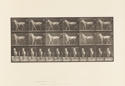 प्लेट ५ Plate६.लिंग; उदास; लाइट ग्रे घोड़ी, कैटिडिड, 1885 द्वारा एडवियर्ड मुयब्रिज