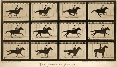 द हॉर्स इन मोशन, &39;एनिमल लोकोमोशन&39; श्रृंखला, c.1878 द्वारा Eadweard Muybridge
