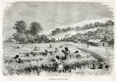 1873 में पॉल मार्कोय द्वारा टिटिकाका क्षेत्र और निचले पेरू के पूर्व की घाटियों में यात्रा का वर्णन करने के लिए, ई। रियो द्वारा चित्रित इटुटा घाटी में कोका के पत्तों को चुनना। ले टूर डू मोंडे में उत्कीर्णन द्वारा एडौर्ड रिउ