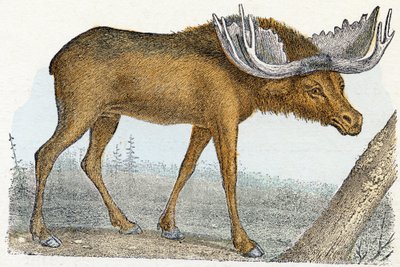  द्वारा एडौर्ड ट्रैविस