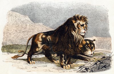  द्वारा एडौर्ड ट्रैविस