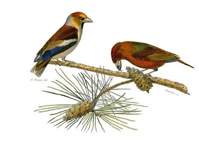 प्राकृतिक इतिहास बोर्ड: कोनिरोस्ट्रस राहगीरों (शंक्वाकार चोंच) का प्रतिनिधित्व करने वाला प्राणी बोर्ड। बड़ा बिल (ग्रोसबीक) और क्रॉस बिल (क्रॉसबिल)। प्रकृतिवादी जॉर्जेस लुई ले द्वारा लिखित "" वर्क्स कम्प्लीट ऑफ बफन "" में पक्षियों पर नौ  द्वारा एडौर्ड ट्रैविस