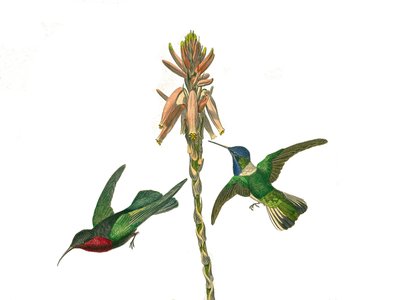प्राकृतिक इतिहास बोर्ड: कोनिरोस्ट्रस राहगीरों (शंक्वाकार चोंच) का प्रतिनिधित्व करने वाला प्राणी बोर्ड। गार्नेट हमिंगबर्ड और जैकोबीन फ्लाई बर्ड। प्रकृतिवादी जॉर्जेस लुई लेक्लेर द्वारा लिखित "" वर्क्स कम्प्लीट ऑफ बफन "" में पक्षियों पर नौ द्वारा एडौर्ड ट्रैविस