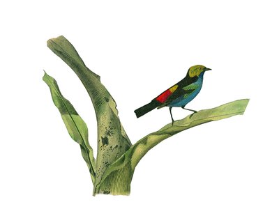 प्राकृतिक इतिहास बोर्ड: कोनिरोस्ट्रस राहगीरों (शंक्वाकार चोंच) का प्रतिनिधित्व करने वाला प्राणी बोर्ड। 1749 के बीच प्रकृतिवादी जॉर्जेस लुई लेक्लेर, काउंट ऑफ बफन (1707-1788) द्वारा लिखित "" वर्क्स कम्प्लीट ऑफ बफन "" में पक्षियों पर नौ खं द्वारा एडौर्ड ट्रैविस