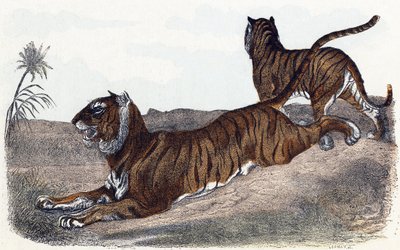  द्वारा एडौर्ड ट्रैविस