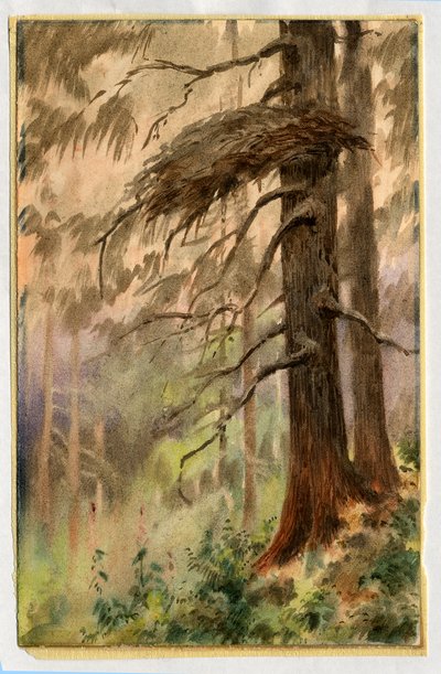 गोशाला घोंसला, 1898-99 (कागज पर wc) द्वारा एडवर्ड एड्रियन विल्सन