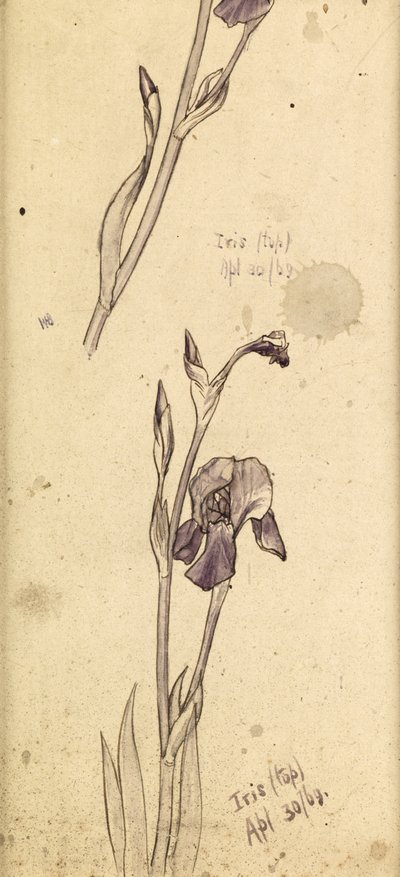 इराइजेस, 1869 द्वारा एडवर्ड बर्न जोन्स