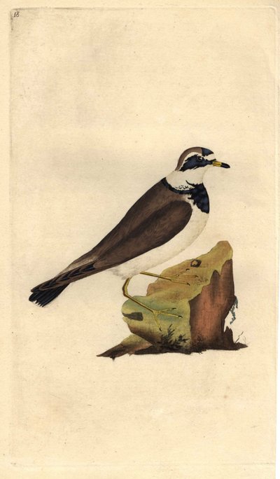बड़ा प्लोवर। चरद्रियस हाइटिकुला। एडवर्ड डोनोवन (1768-1837) द्वारा ताम्र उत्कीर्णन, ब्रिटिश पक्षियों के प्राकृतिक इतिहास, लंदन में प्रकाशित द्वारा एडवर्ड डोनोवन