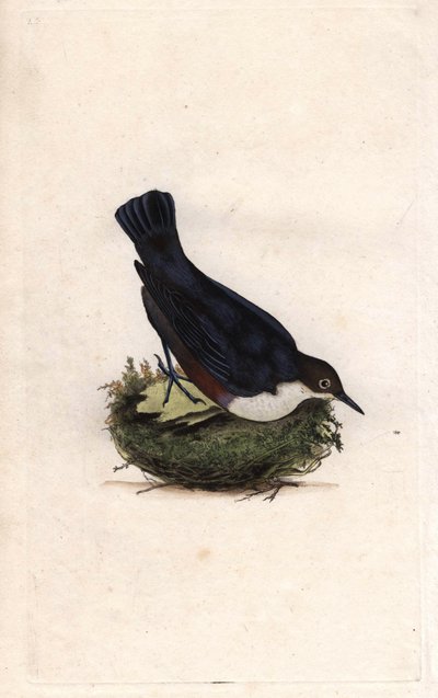 सिंकिल गोताखोर। Cinclus Cinclus (स्टर्नस सिनक्लस)। एडवर्ड डोनोवन (1768-1837) द्वारा ताम्र उत्कीर्णन, ब्रिटिश पक्षियों के प्राकृतिक इतिहास, लंदन में प्रकाशित द्वारा एडवर्ड डोनोवन