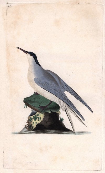 आम टर्न। स्टर्ना हिरुंडो। एडवर्ड डोनोवन (1768-1837) द्वारा ताम्र उत्कीर्णन, ब्रिटिश पक्षियों के प्राकृतिक इतिहास, लंदन में प्रकाशित द्वारा एडवर्ड डोनोवन