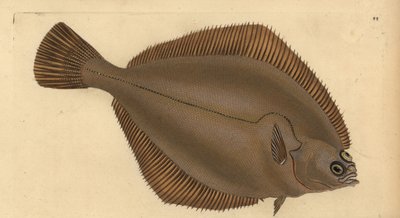 आम थपका, लिमांडा लिमांडा (Pleuronectes limanda)। एडवर्ड डोनोवन द्वारा ब्रिटिश मछलियों के अपने प्राकृतिक इतिहास, डोनोवन और एफसी और जे. रिविंगटन, लंदन से हाथ से बनी तांबे की प्लेट द्वारा एडवर्ड डोनोवन