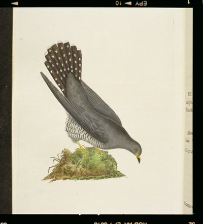 &39;द हिस्ट्री ऑफ ब्रिटिश बर्ड्स&39; से कुक्कू, 1799 द्वारा एडवर्ड डोनोवन