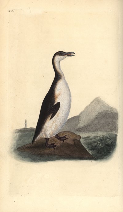 ग्रेट औक, पिंगुइनस इंपेनिस, 1844 में अंडा संग्राहकों द्वारा विलुप्त होने का शिकार किया गया। एडवर्ड डोनोवन द्वारा अपने स्वयं के "ब्रिटिश पक्षियों के प्राकृतिक इतिहास," लंदन से तैयार और उकेरा गया हाथ के रंग का ताम्रपत्र द्वारा एडवर्ड डोनोवन