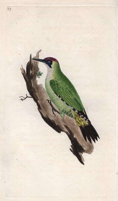 हरा कठफोड़वा। पिकस विरिडिस। एडवर्ड डोनोवन (1768-1837) द्वारा ताम्र उत्कीर्णन, ब्रिटिश पक्षियों के प्राकृतिक इतिहास, लंदन में प्रकाशित द्वारा एडवर्ड डोनोवन