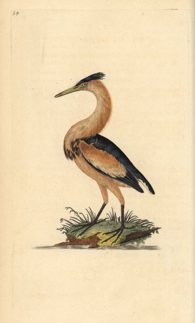 थोड़ा कड़वा, Ixobrychus minutus। एडवर्ड डोनोवन द्वारा अपने स्वयं के "ब्रिटिश पक्षियों के प्राकृतिक इतिहास," लंदन से तैयार और उत्कीर्ण हाथ के रंग का ताम्रपत्र द्वारा एडवर्ड डोनोवन