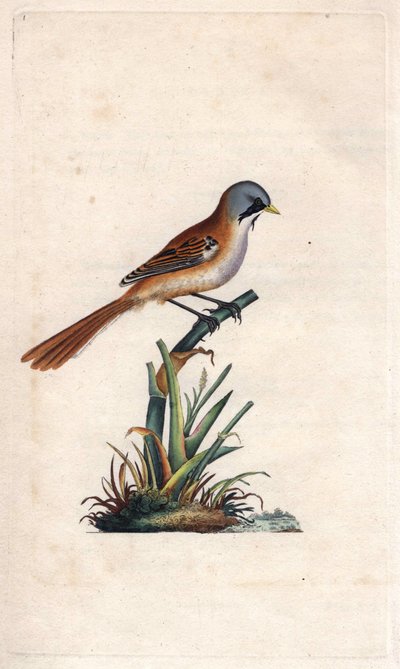 मूंछें तोड़ना (पासरिफॉर्म)। Panurus biarmicus (Parus biarmicus)। एडवर्ड डोनोवन (1768-1837) द्वारा ताम्र उत्कीर्णन, ब्रिटिश पक्षियों के प्राकृतिक इतिहास, लंदन में प्रकाशित द्वारा एडवर्ड डोनोवन