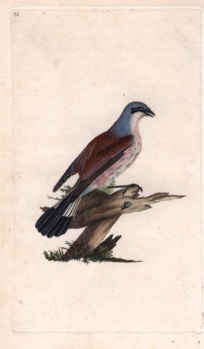 पाई ग्रिचे ईकोर्चेउर। लैनियस कोलुरियो। एडवर्ड डोनोवन (1768-1837) द्वारा ताम्र उत्कीर्णन, ब्रिटिश पक्षियों के प्राकृतिक इतिहास, लंदन में प्रकाशित द्वारा एडवर्ड डोनोवन